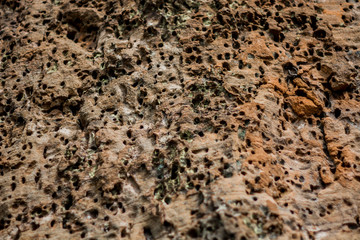 ants on soil