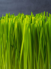 Fototapeta na wymiar Close up of micro green sprouts, wheatgrass