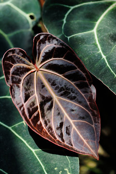 Close-up of brown and green tropical anthurium crystallinum leafs