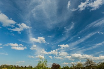 Obraz premium View of bright blue sky with white cumulus clouds. Green trees on horizon.