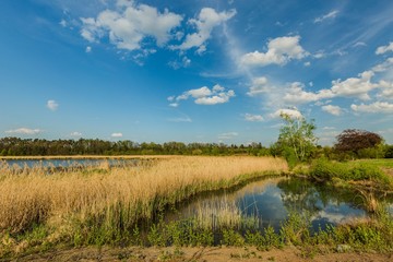 View of spring rural landscape with little lake. Yellow reeds, birch tree with fresh leaves, dirty soil and green grass on shore. Sunny day with bright blue sky and white clouds in the Czech Republic.
