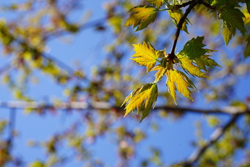 Fototapeta na wymiar yellow autumn leaves against blue sky