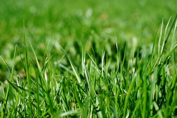 green grass with water drops