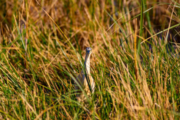 Heron. Yellow grass background. Squacco Heron.
