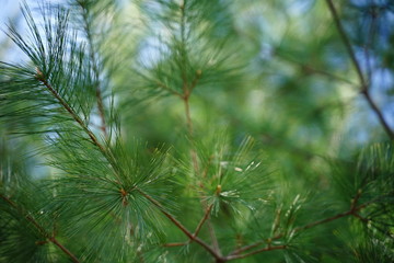closeup of pine needles