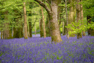 Naklejka na ściany i meble Bluebell woodland in the spring at Lanhydrock, Cornwall, UK