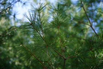 Naklejka premium green branch of a tree