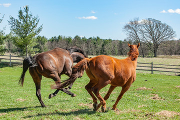 Two bay and chestnut horses bucking and playing in pasture.