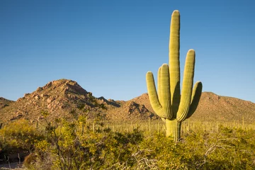 Rolgordijnen A large saguaro cactus dominates this arid Sonoran desert landscape ©  Tom Fenske