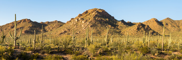 A panoramic view of saguaro and other cacti as they dominate the Sonoran desert landscape