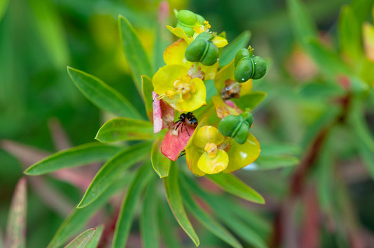 Particolare di Euphorbia dendroides con ragno in attesa di una preda