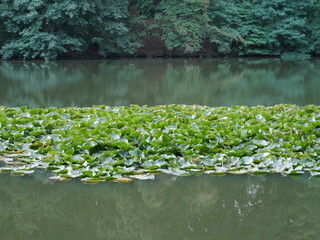 Teich mit Seerosen