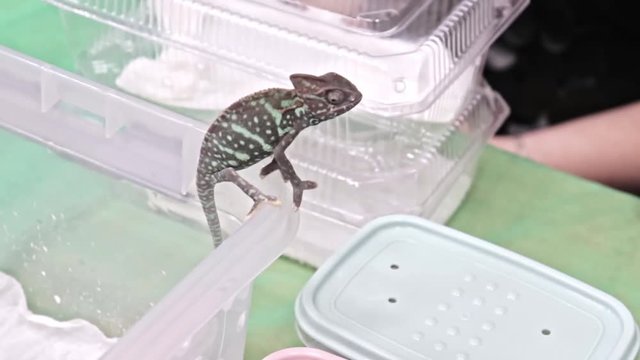 Panther chameleon Furcifer pardalis is sitting on the edge of a plastic terrarium