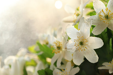 Spring colors with bokeh and drops, abstract early flowers on bokeh background at sunrise, morning dew and freshness in the garden.