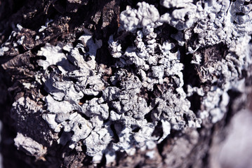 Poplar tree trunk bark with gray moss, horizontal background texture close up detail top view
