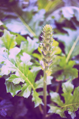 Shrub garden decoration plants