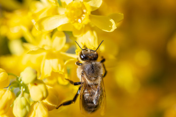 eine Honigbiene sammelt an einer Blume (Mahonie) Honig