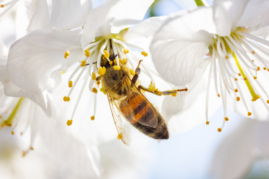 eine Honigbiene sammelt an wei&szlig;e Kirschbl&uuml;ten Honig