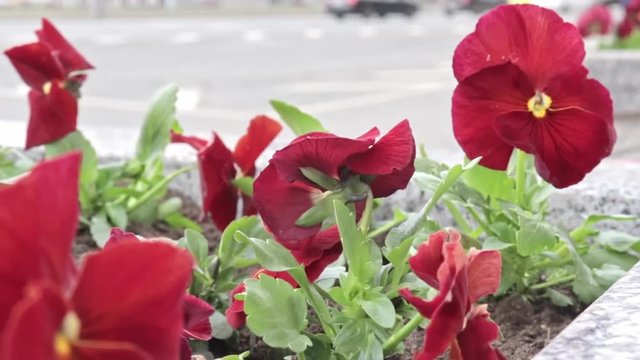 Red pensy viola beautiful colorful flowers in the city flowerbed in breeze, urban traffic on the background, cars riding