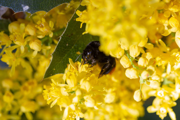 eine Hummel sammelt an einer Blume (Mahonie) Honig