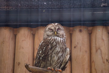 bird of prey
