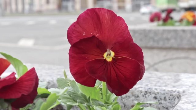 Red pensy viola beautiful colorful flowers in the city flowerbed in breeze, urban traffic on the background, cars riding