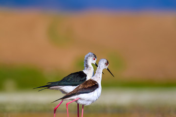Romantic birds. Colorful nature background. Birds: Black winged Stilt.