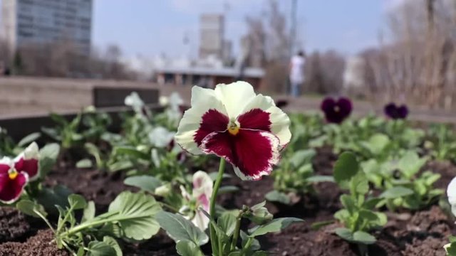 Red and white pensy viola beautiful colorful flowers in the city park flowerbed in breeze, blurred people walking and riding kick scooters on background