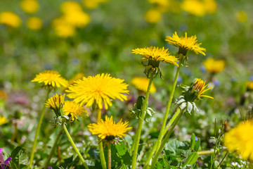 Gewöhnliche Löwenzahn blüht auf einer schönen grünen Wiese im Frühling