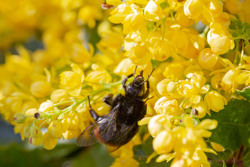 eine Hummel sammelt an einer Blume (Mahonie) Honig