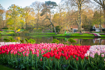 tulips in Dutch tulip garden Keukenhof in The Netherlands