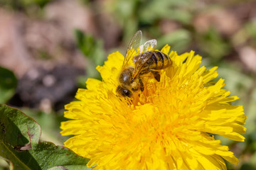 eine Honigbiene sammelt an einer Blume (Löwenzahn) Honig