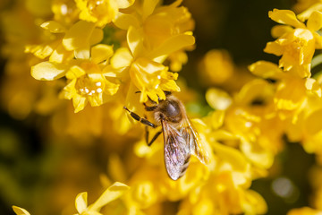 eine Honigbiene sammelt an einer Blume (Mahonie) Honig