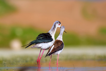 Romantic birds. Colorful nature background. Birds: Black winged Stilt.