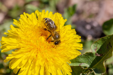 eine Honigbiene sammelt an einer Blume (Löwenzahn) Honig