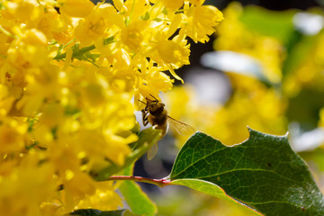eine Honigbiene sammelt an einer Blume (Mahonie) Honig
