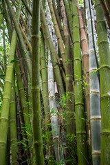 Giant Bamboo Stalks