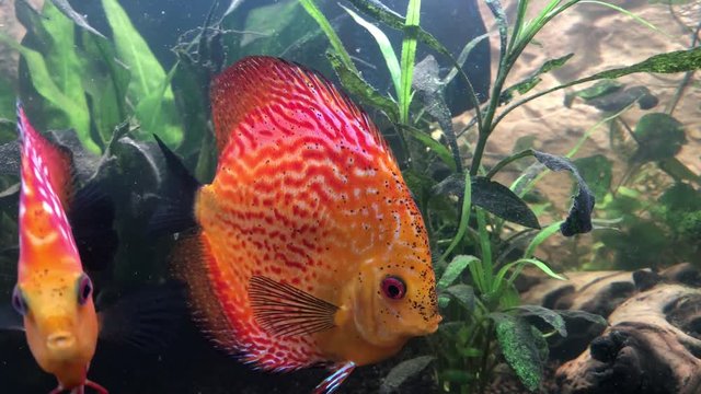 Diskus Fiscke im Aquarium