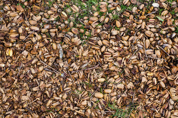 Acorns on the ground, texture background
