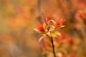 blooming leaves on a branch in the botanical garden in spring