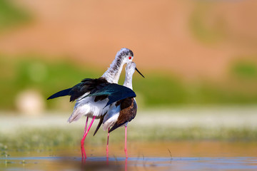 Romantic birds. Colorful nature background. Birds: Black winged Stilt.