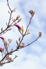 Magnolia Kobus is the largest and most frost-resistant magnolia.