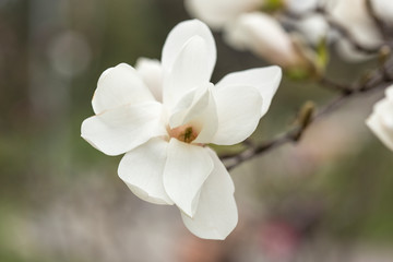 Fototapeta premium Magnolia Kobus is the largest and most frost-resistant magnolia.