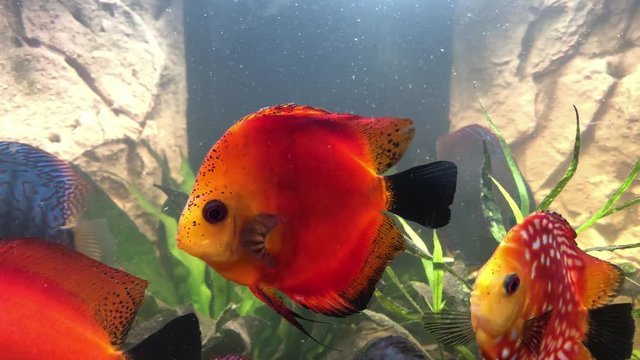 Diskus Fiscke im Aquarium