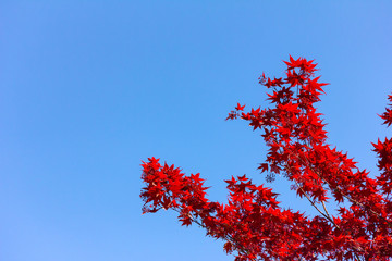 ein Baum (Blutahorn) vor blauem Himmel und Sonnenschein