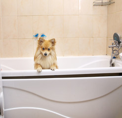 Dry Pomeranian dog in the bathroom. Spitz dog waiting to be washed.