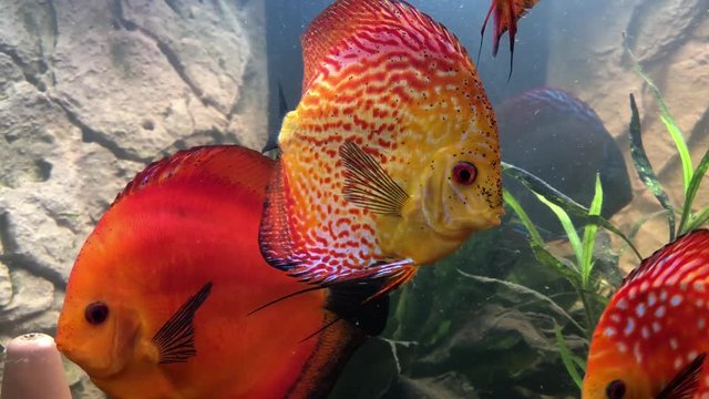 Diskus Fiscke im Aquarium