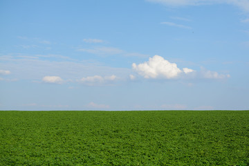 field of green grass and blue sky