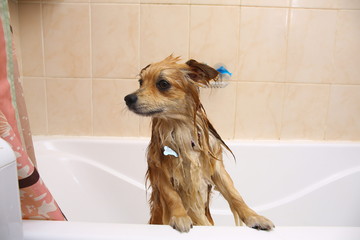 Pomeranian dog in the bathroom Spitz dog in the washing process with shampoo close up
