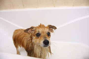 Pomeranian dog in the bathroom Spitz dog in the washing process with shampoo close up